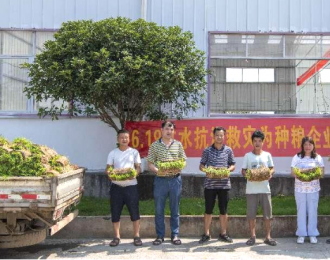桂林万家大业农业开发有限公司为受灾种粮户捐赠水稻秧苗