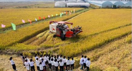 湖南省常德市桃源县寺坪中学师生热爱劳动 体验收割水稻